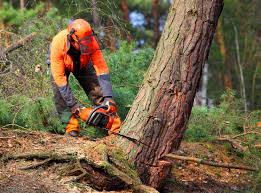 Why Choose Our Tree Removal Services in Carthage, TX?