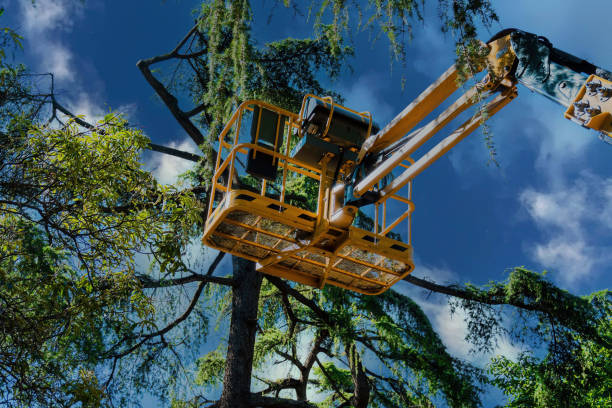  Carthage, TX Tree Services Pros