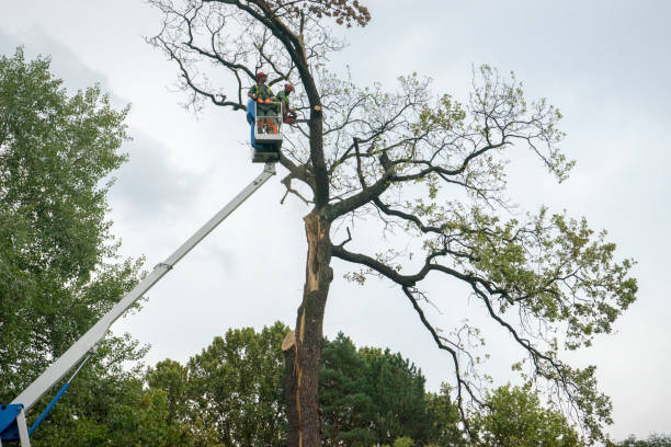 Best Tree Removal  in Carthage, TX