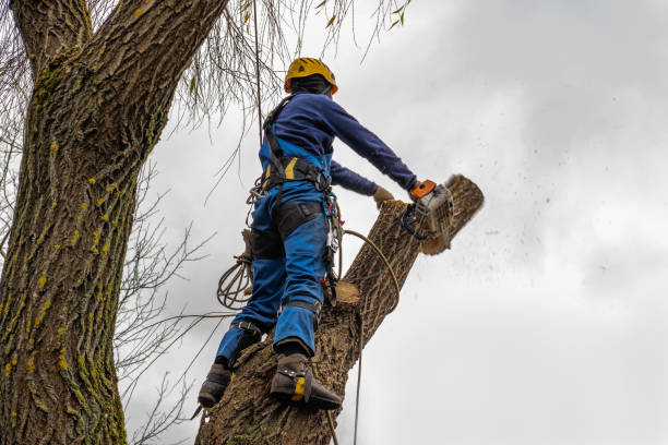 Best Tree and Shrub Care  in Carthage, TX