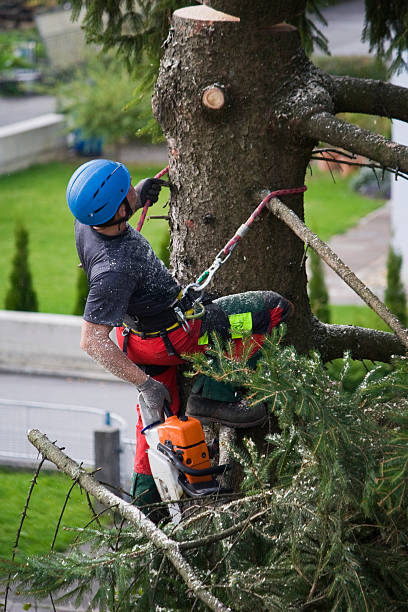 Best Palm Tree Trimming  in Carthage, TX