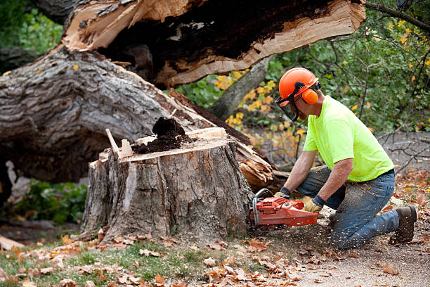 Best Stump Grinding and Removal  in Carthage, TX