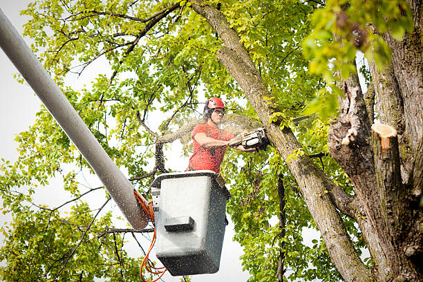 Best Tree Risk Assessment  in Carthage, TX